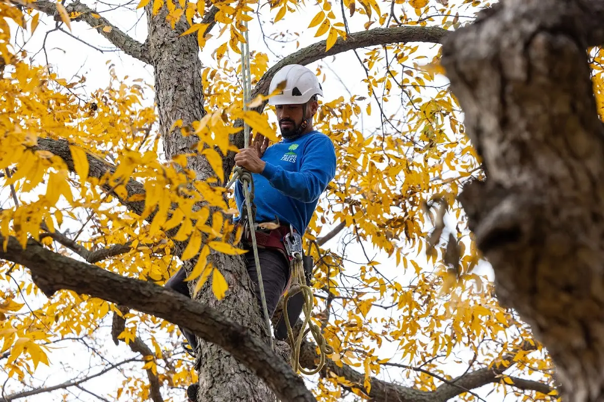 Skilled Storm Damage Cleanup crew working in Tescott
