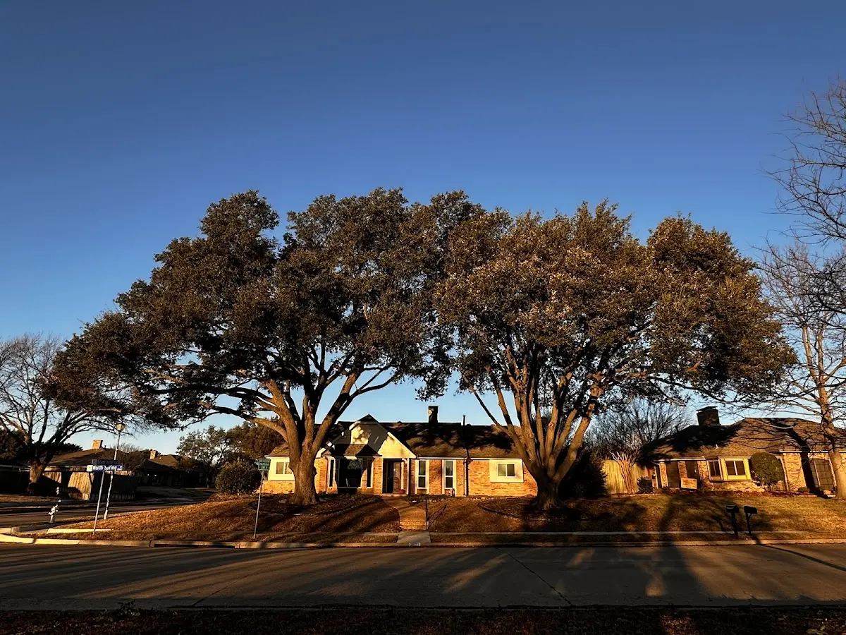 Established residential canopy tree shading a home in Tescott